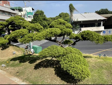 針柏樹風水